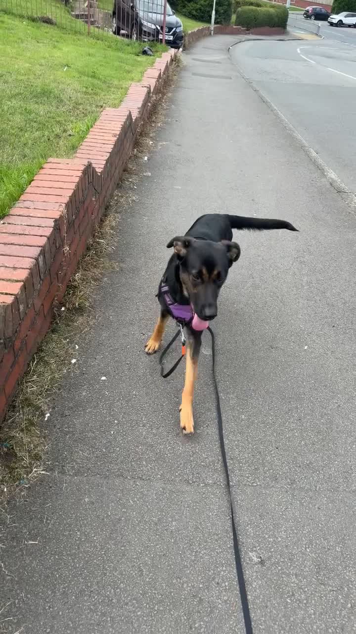 Sheprador dogs for sale: ASAP REHOMING Sheprador in Swansea - Video 4