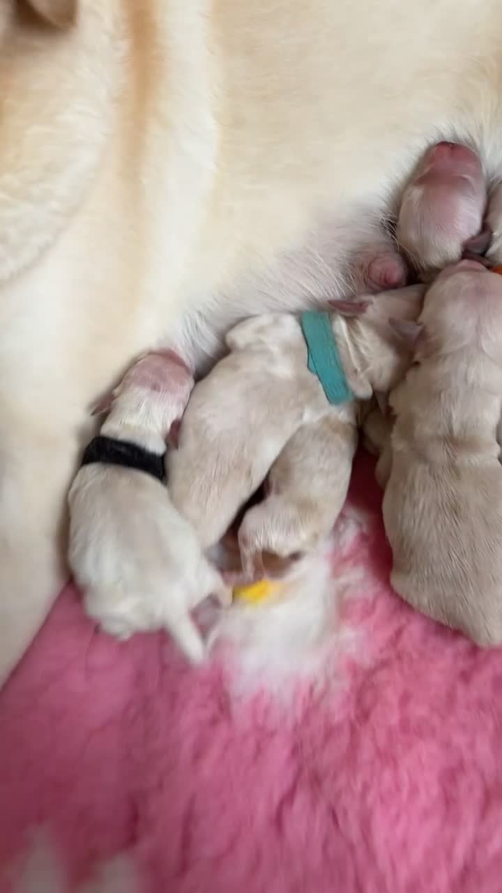 Goldador dogs for sale: A Special Litter of Goldador Puppies  - Video 1