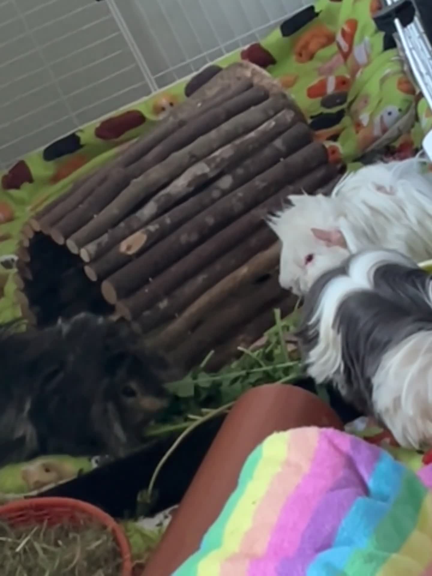 Guinea Pig rodents for sale: beautiful pew friendly Peruvian long haired boy  in Dorking - Video 2