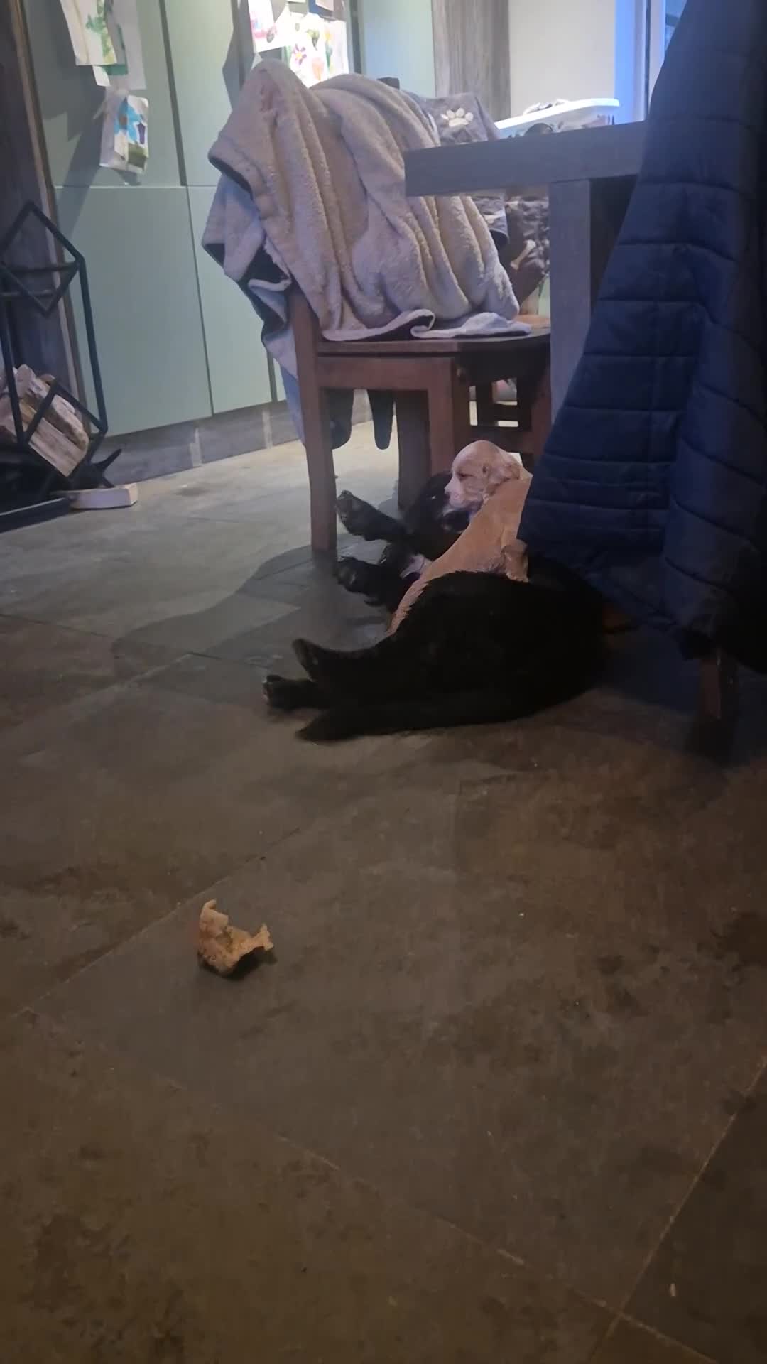 Cocker Spaniel dogs for stud: Kc registered working cocker spaniel - Video 1