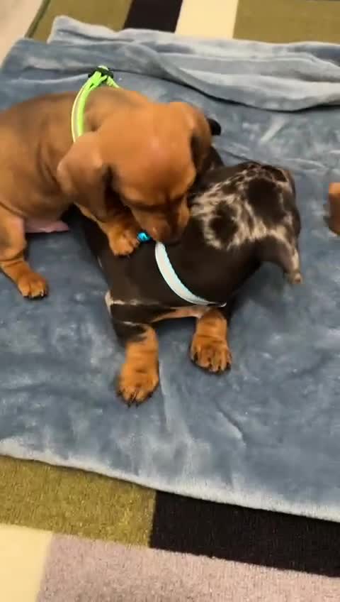 Dachshund dogs for sale: Dachshund female and male puppies  - Video 1