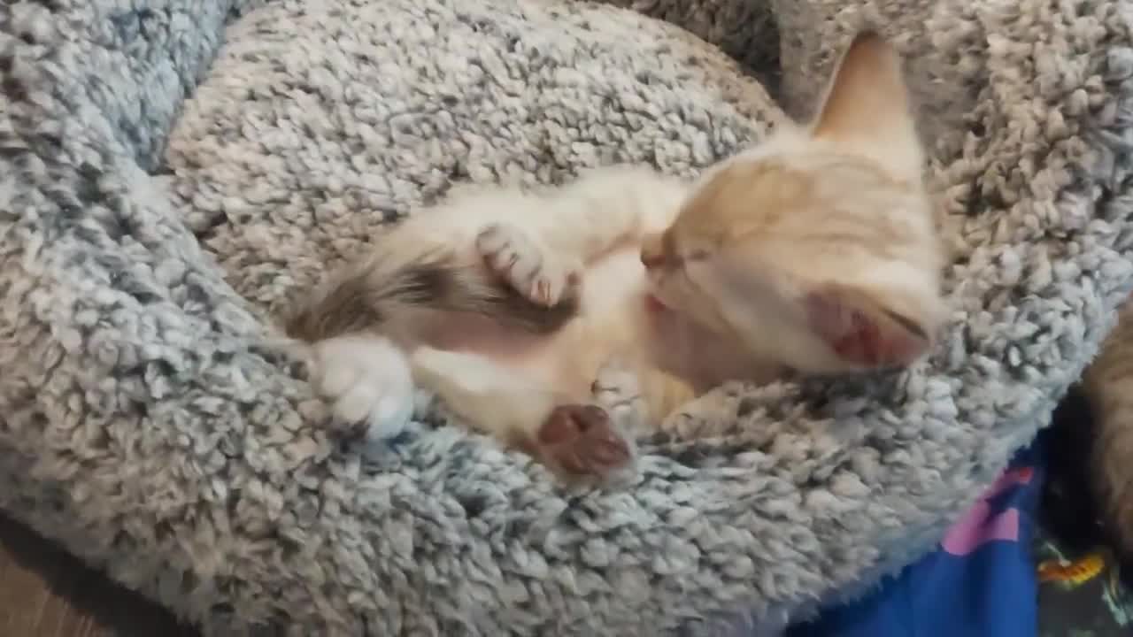 Bengal cats for sale: Snow Lynx Bengal Kittens - Video 2