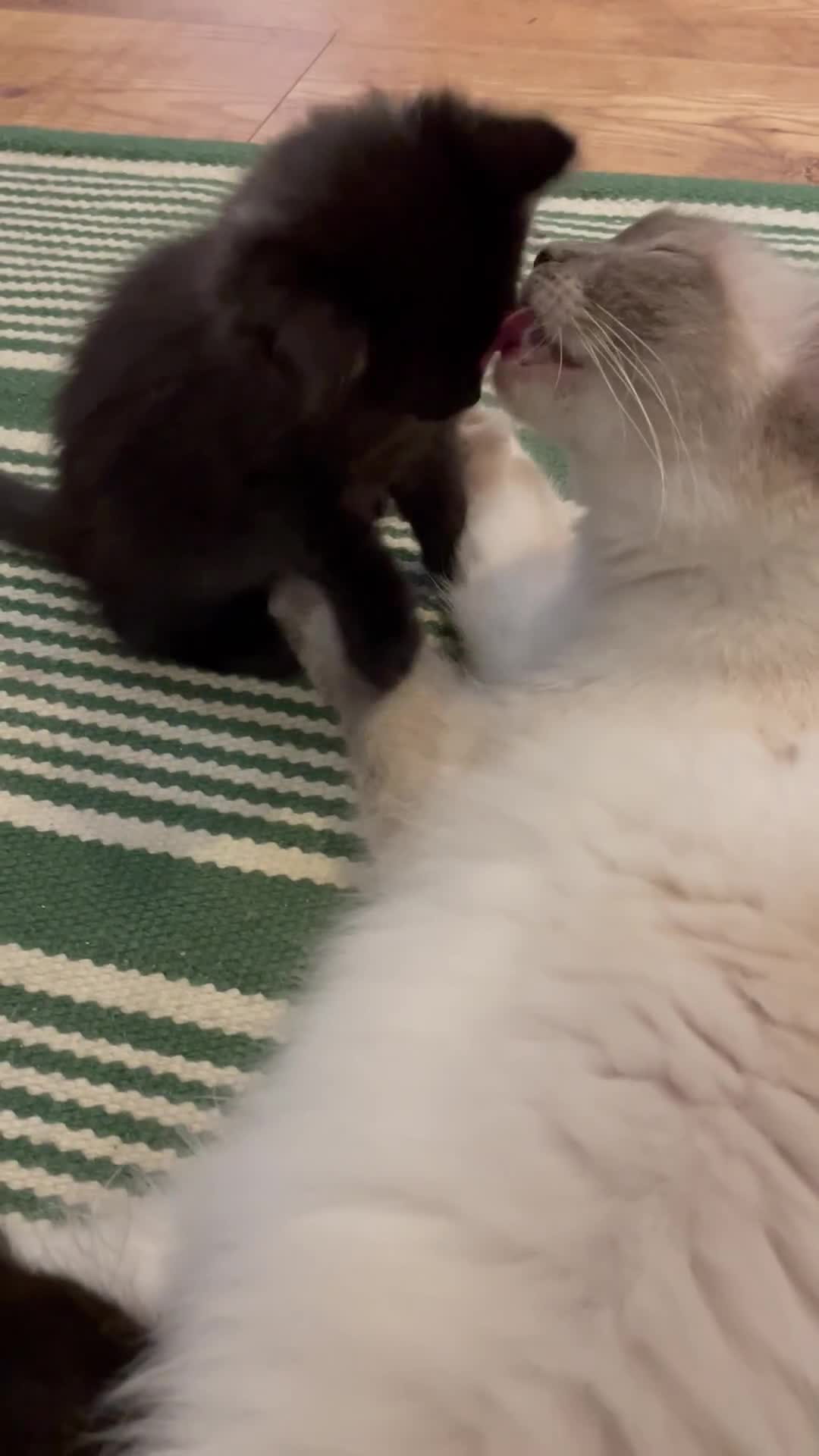 Ragdoll cats for sale: Half Ragdoll KITTENS - Video 1