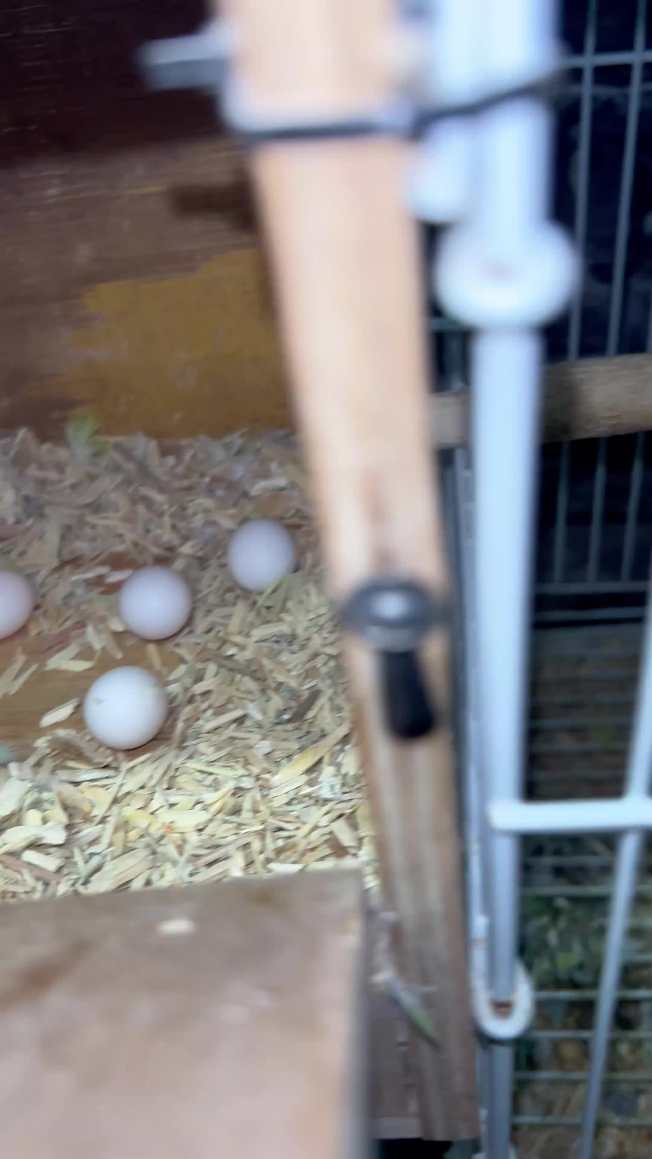 Budgerigars birds for sale: Proven breeding pairs only  - Video 1
