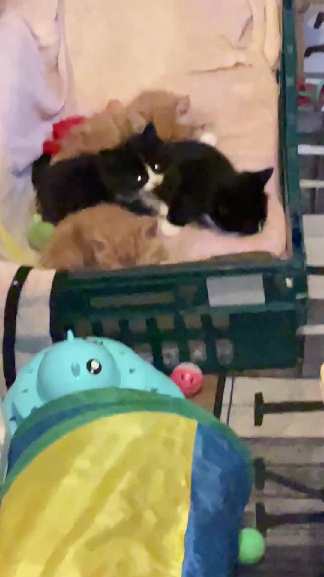 Domestic Shorthair cats for sale: Black n white Tuxedo Kittens - Video 2