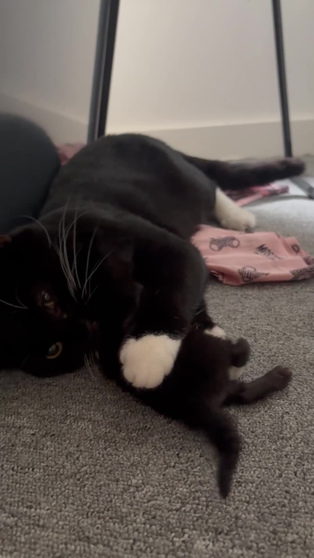 Domestic Shorthair cats for sale: Black and white kittens  - Video 1
