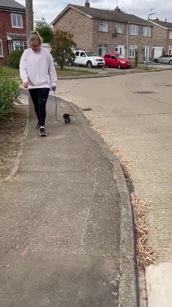 Dachshund dogs for sale: Miniature Smooth Dachshund  - Video 1