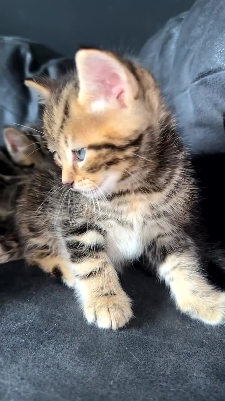 Pixie Bob cats for sale: 3 pixie bobs mixed  in Sheffield - Video 1