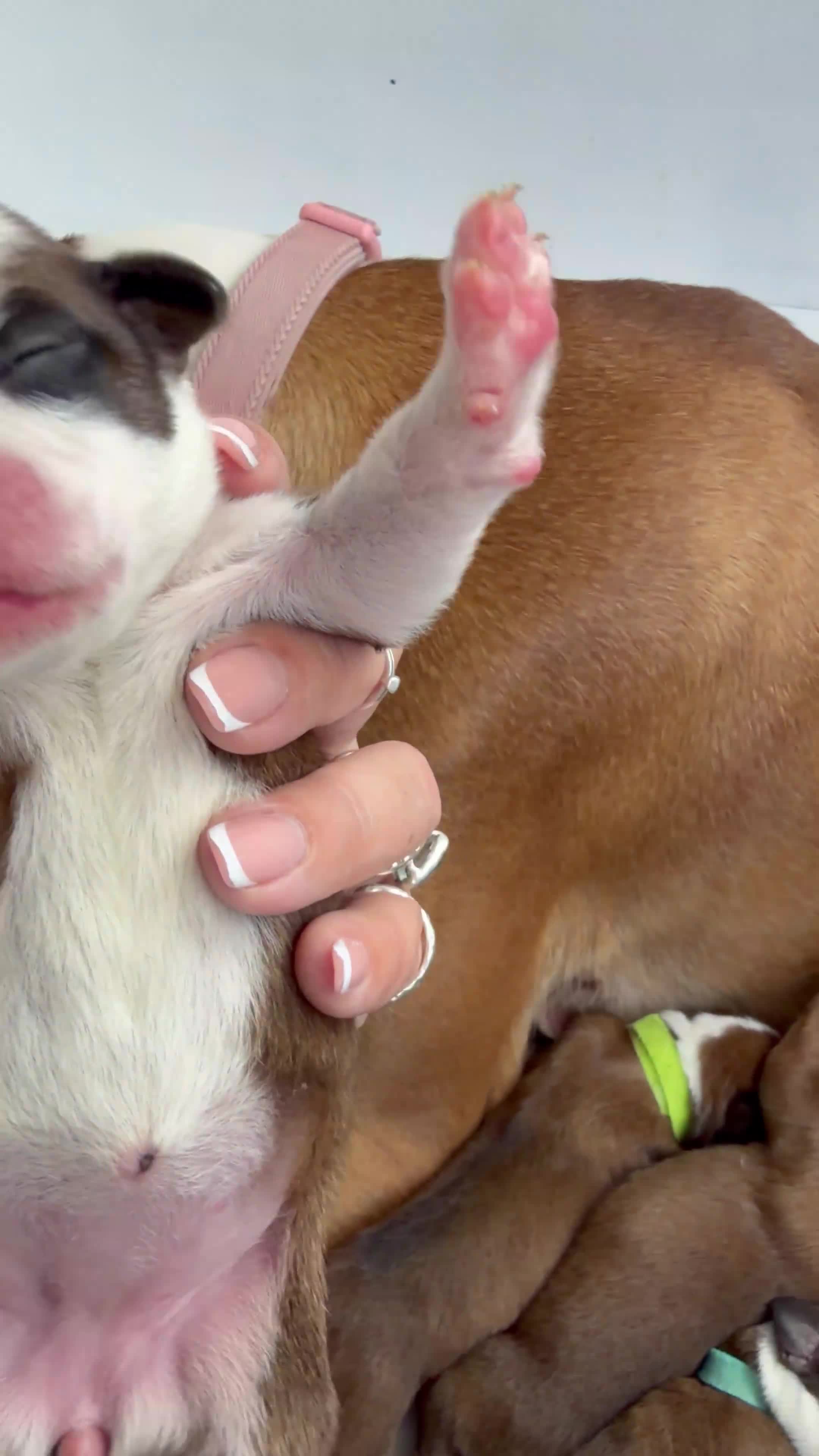 Boxer dogs for sale: Beautiful Boxer Puppies - Video 2
