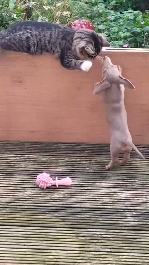 Miniature Dachshund dogs for sale: Belle - Video 1