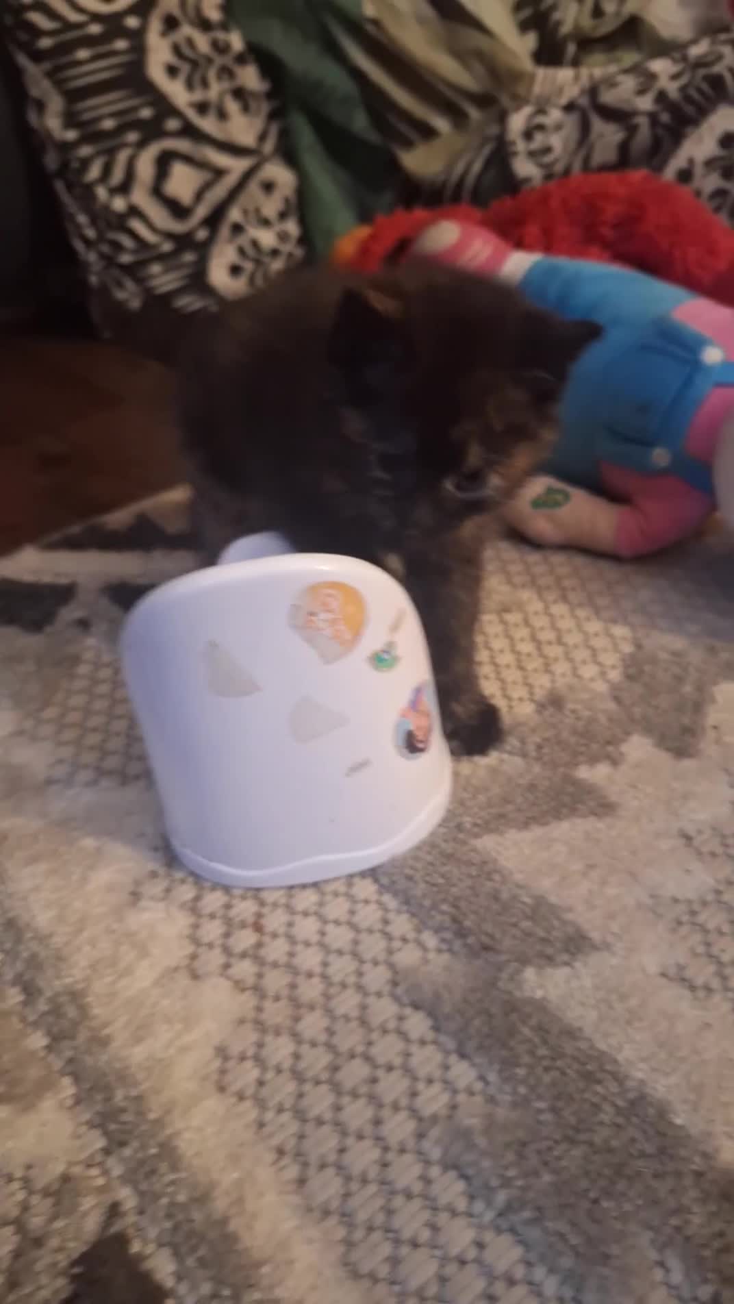 Mixed Breed cats for sale: Beautiful tortoise shell kitten left 😍  in Northolt - Video 1
