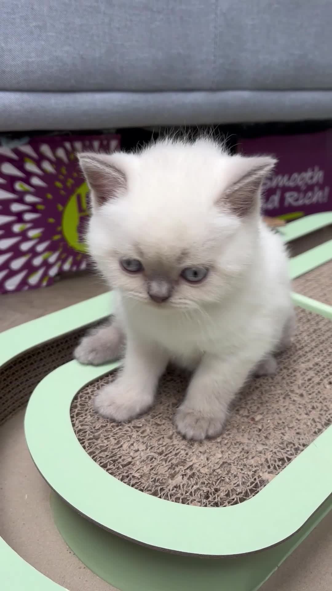 British Shorthair cats for sale: 4 Gorgeous BSH Kittens are ready - Video 2