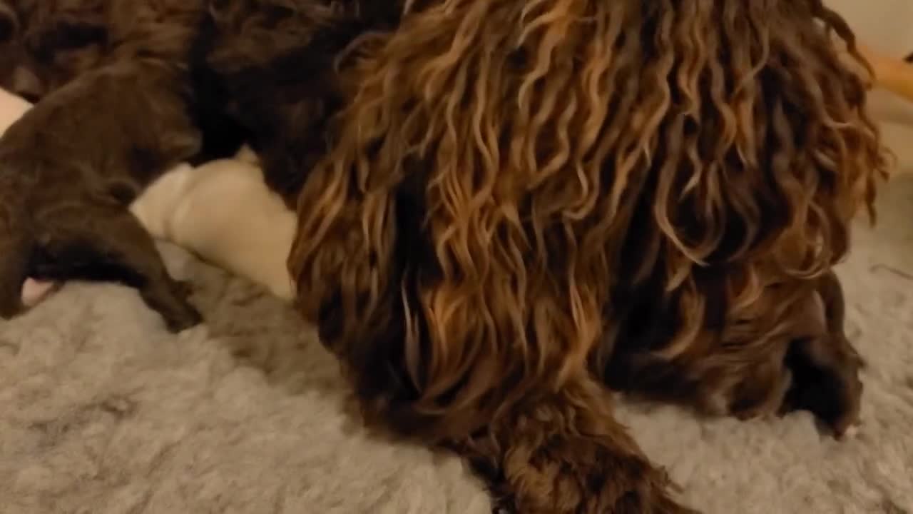 Cavapoo dogs for sale: F1b Cavapoos. Chocolate Parti. HEALTH TESTED - Video 1