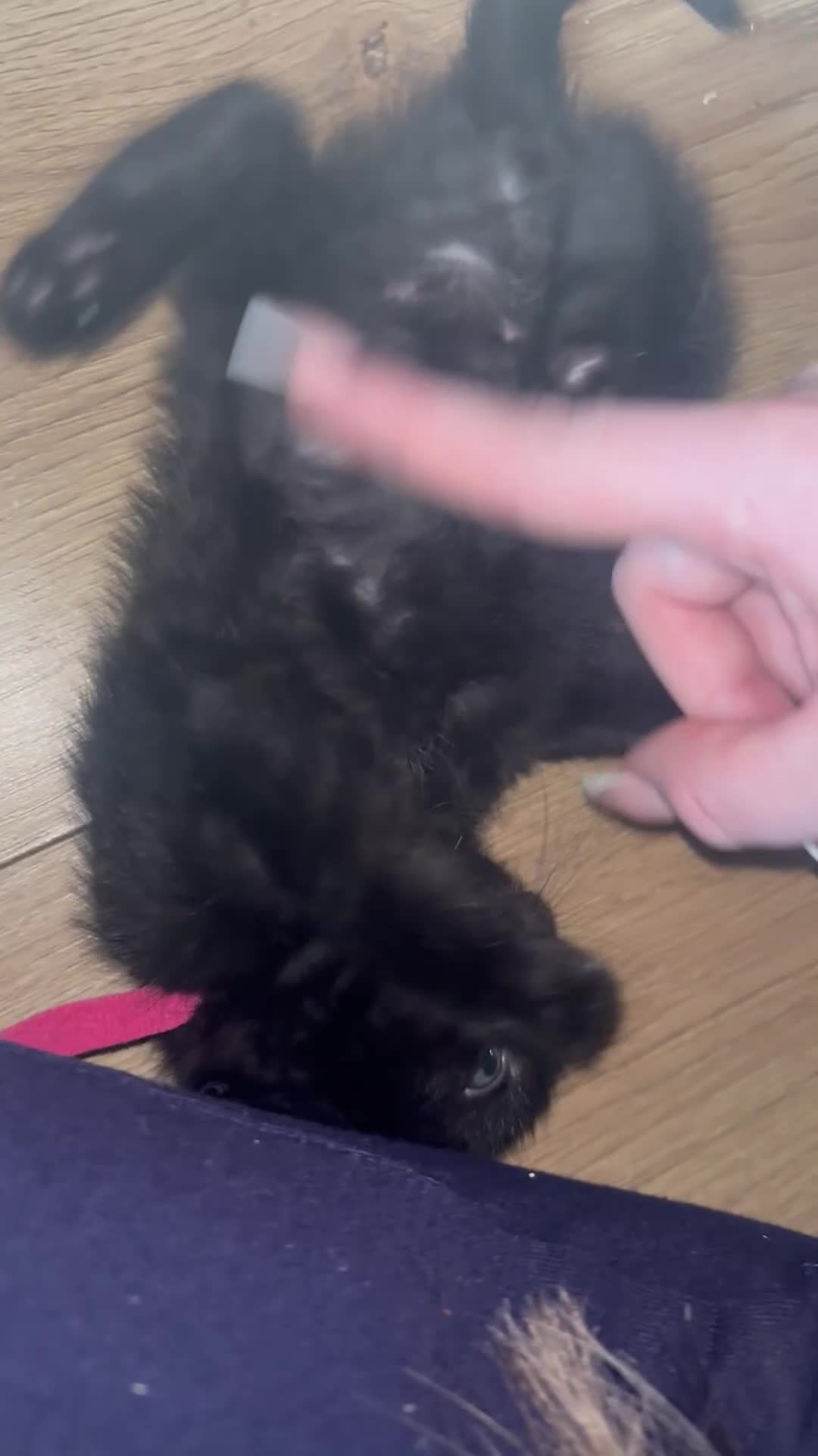 Mixed Breed cats for sale: mixed breed kitten for sale  - Video 1