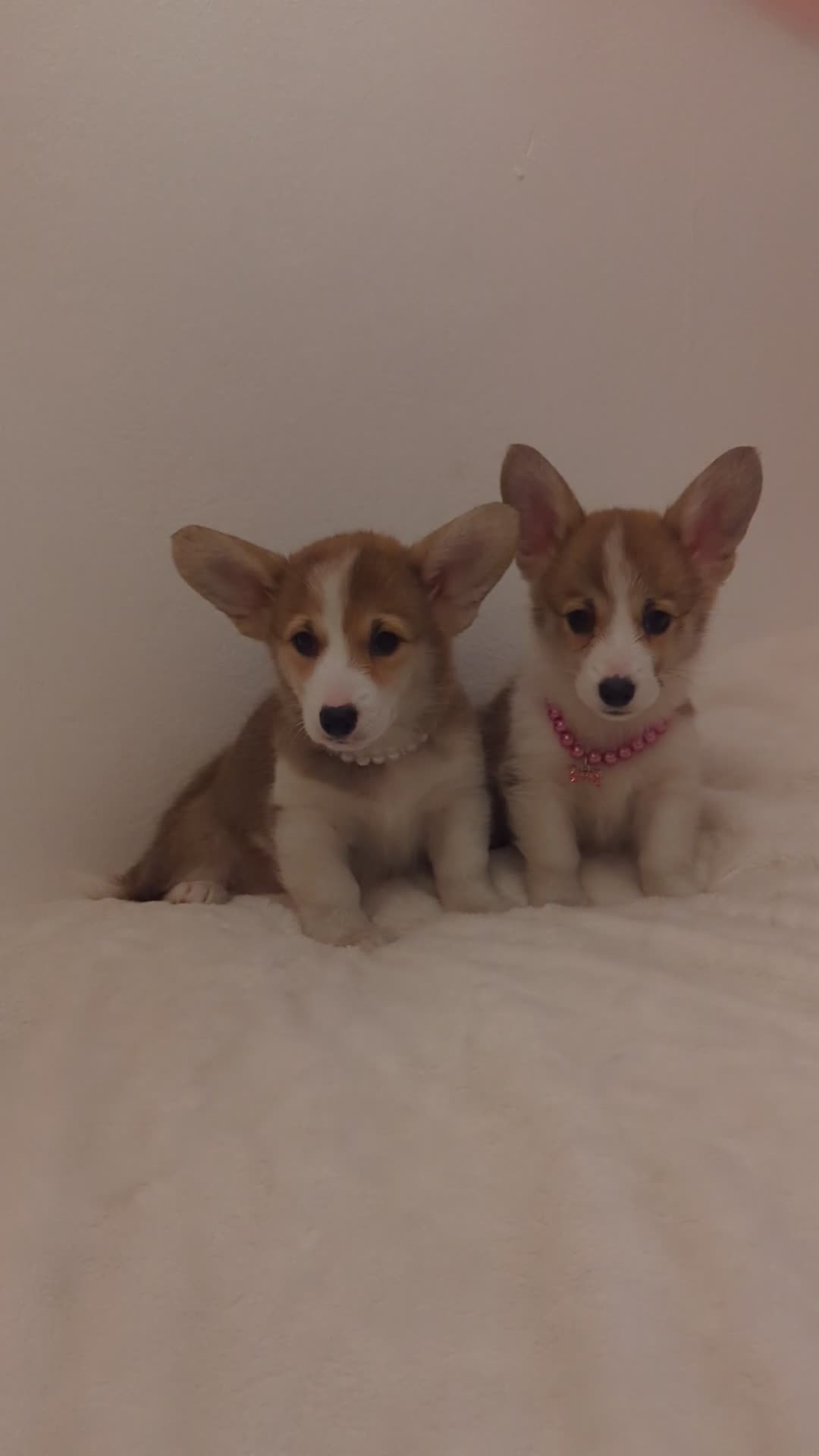 Welsh Corgi Pembroke dogs for sale: Champion line corgi puppies health tested parents  - Video 2