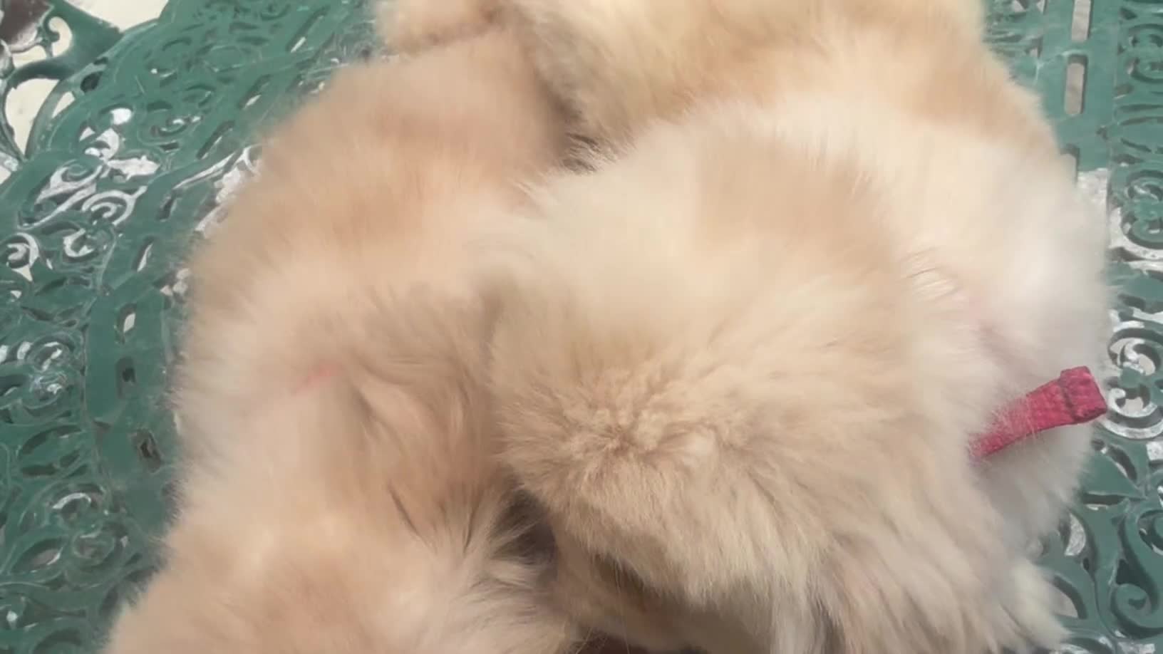 Pekingese dogs for sale: Rare pekingnese 2 boys 1 year old apricot & white  - Video 1