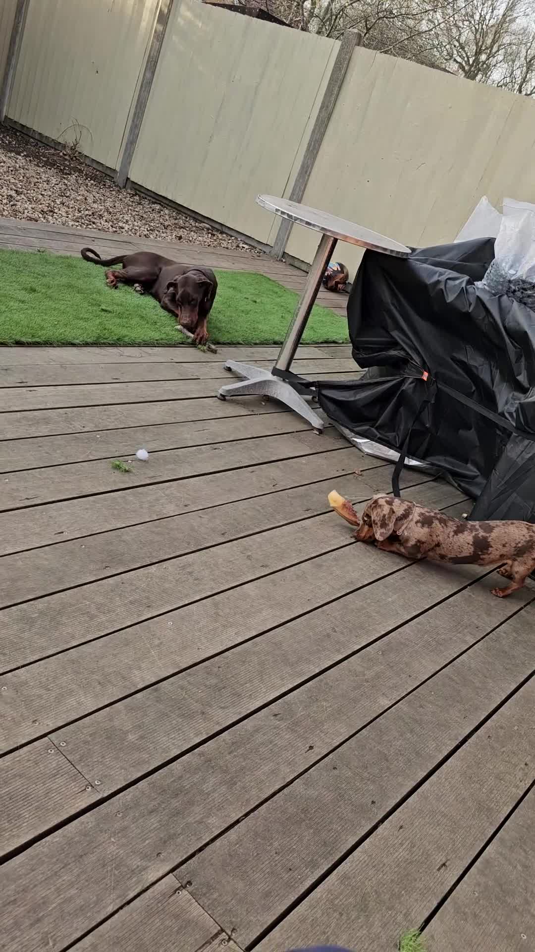 Dobermann dogs for sale: 10 month old Doberman female - Video 1