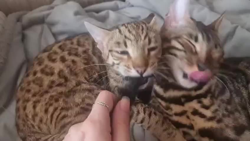 Bengal cats for sale: Intensively socialised bengal kittens - lap cats! in Scunthorpe - Video 2