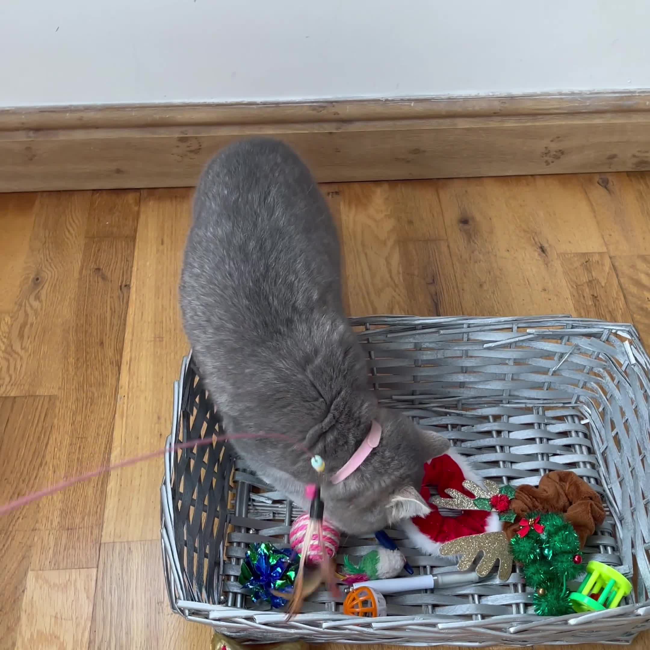 British Shorthair cats for sale: Remaining 2 TICA & GCCF British Shorthair Kittens - Video 3