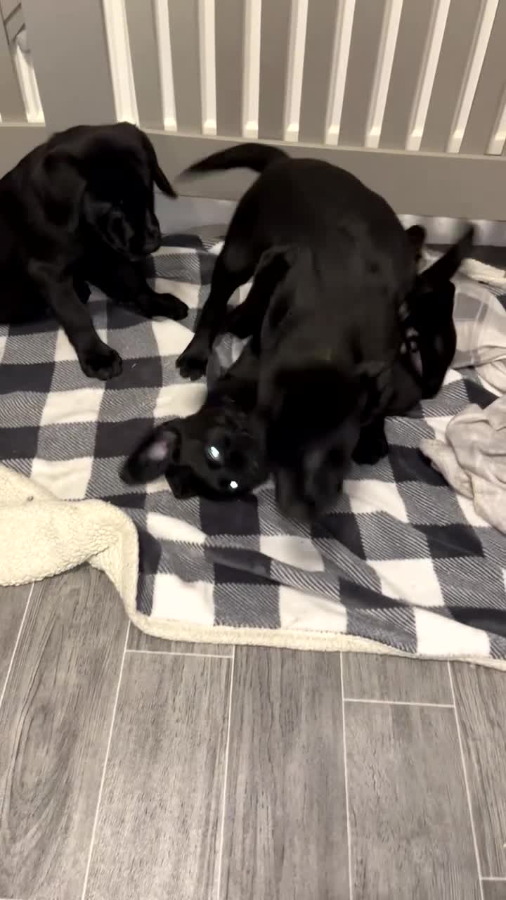 Labrador Retriever dogs for sale: READY NOW.Beautiful black KC registered Labradors  - Video 4