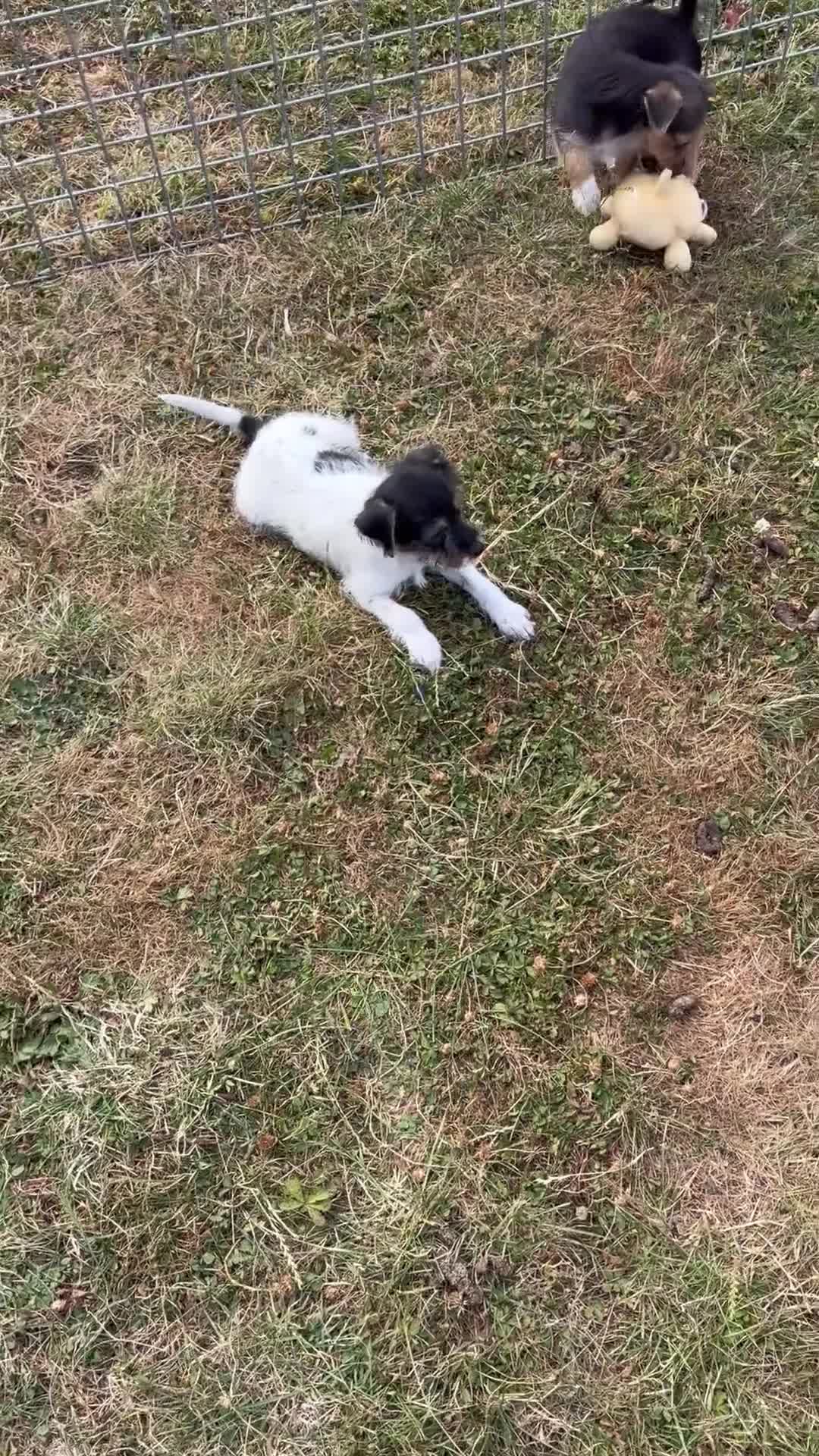 Mixed Breed dogs for sale: Jorkies in Cannock - Video 1