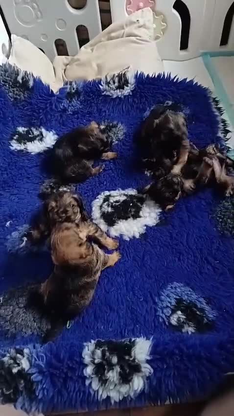 Mixed Breed dogs for sale: Border terrier x toy poodle pups  in Hailsham - Video 1