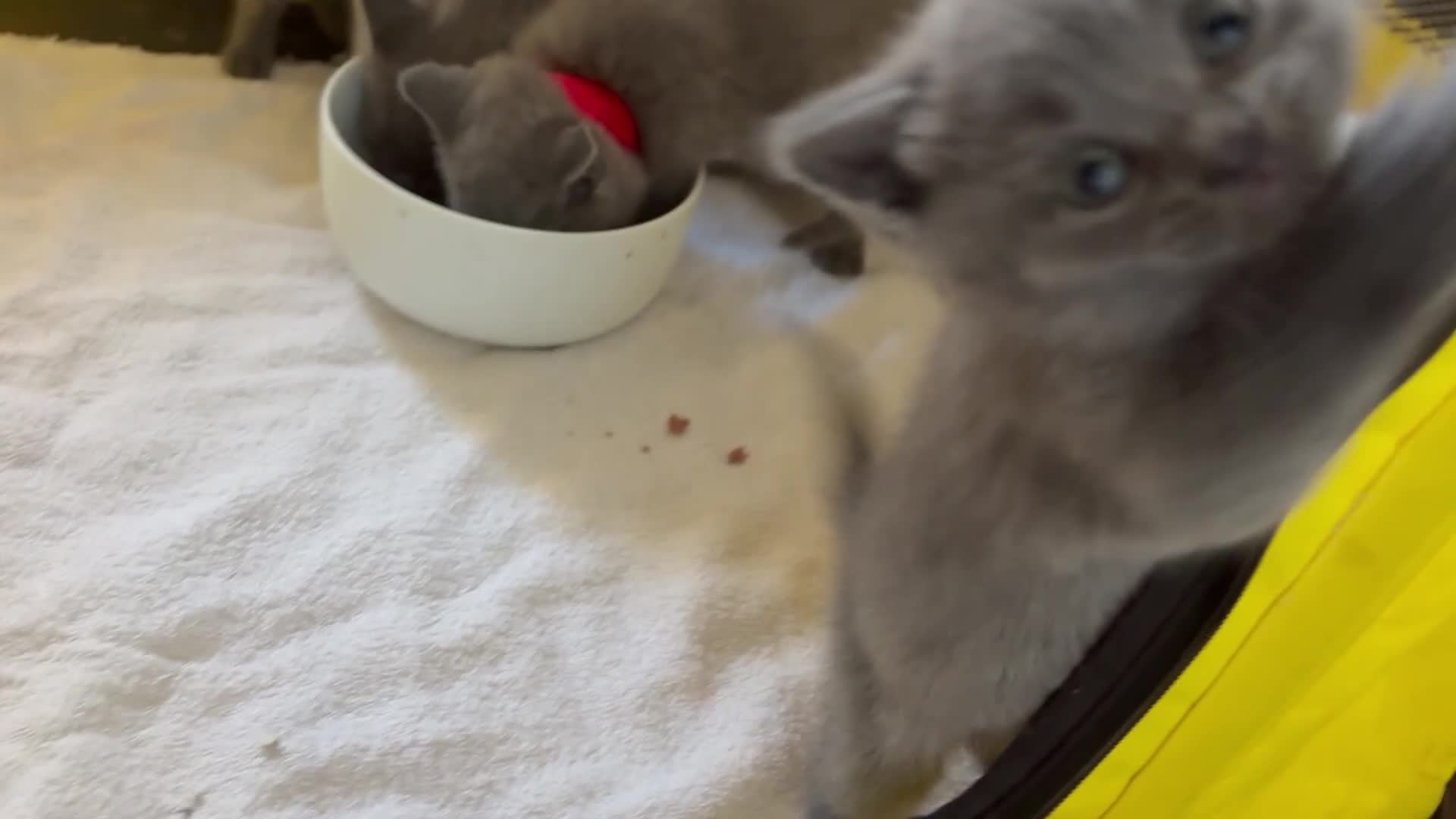 Brazilian Shorthair cats for sale: British Shorthair kittens (chunky pedigrees) - Video 2