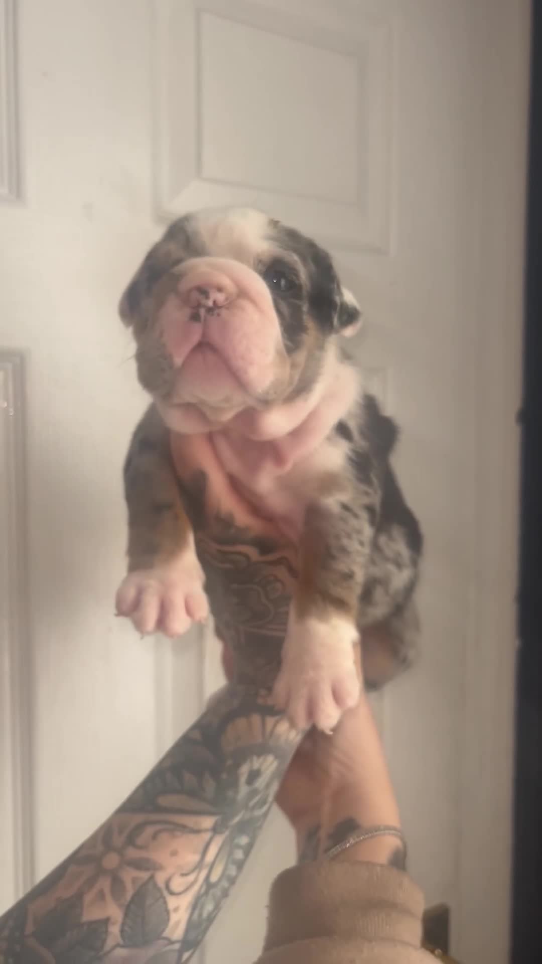 English Bulldog dogs for sale: English bulldogs fluffy carriers - Video 1