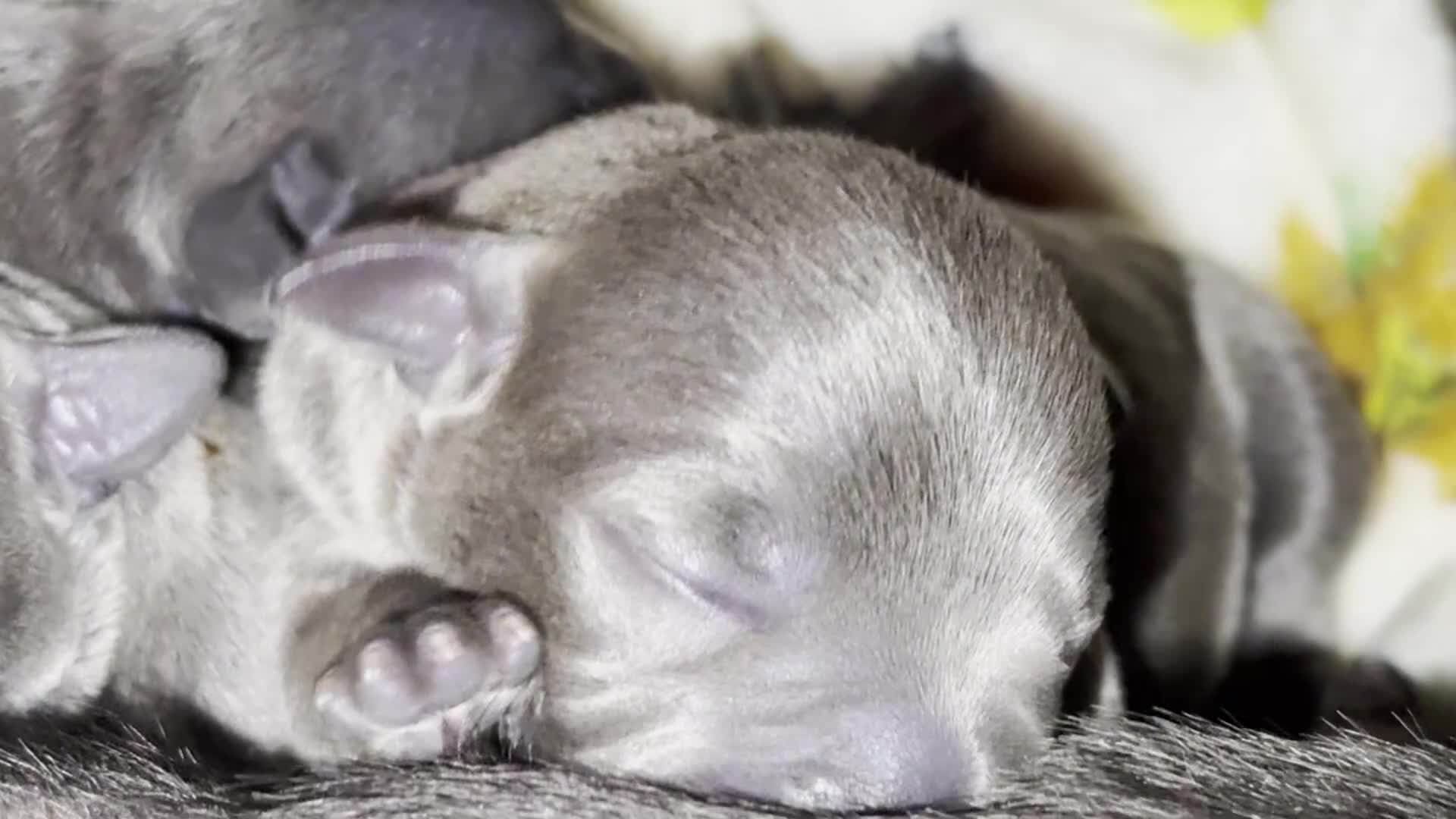 Staffordshire Bull Terrier dogs for sale: KC Blue Staffordshire Bull Terrier Puppies SOLD - Video 2