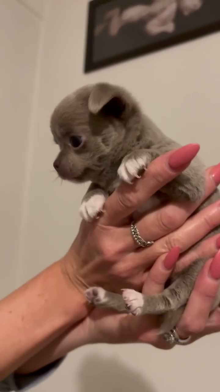 Chihuahua dogs for sale: Xx Outstanding litter of Smoothcoat Chihuahuas xX - Video 2