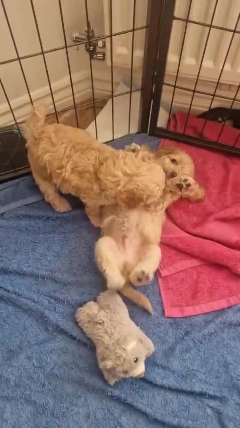 Cavapoo dogs for sale: Cavapoo puppies  - Video 5