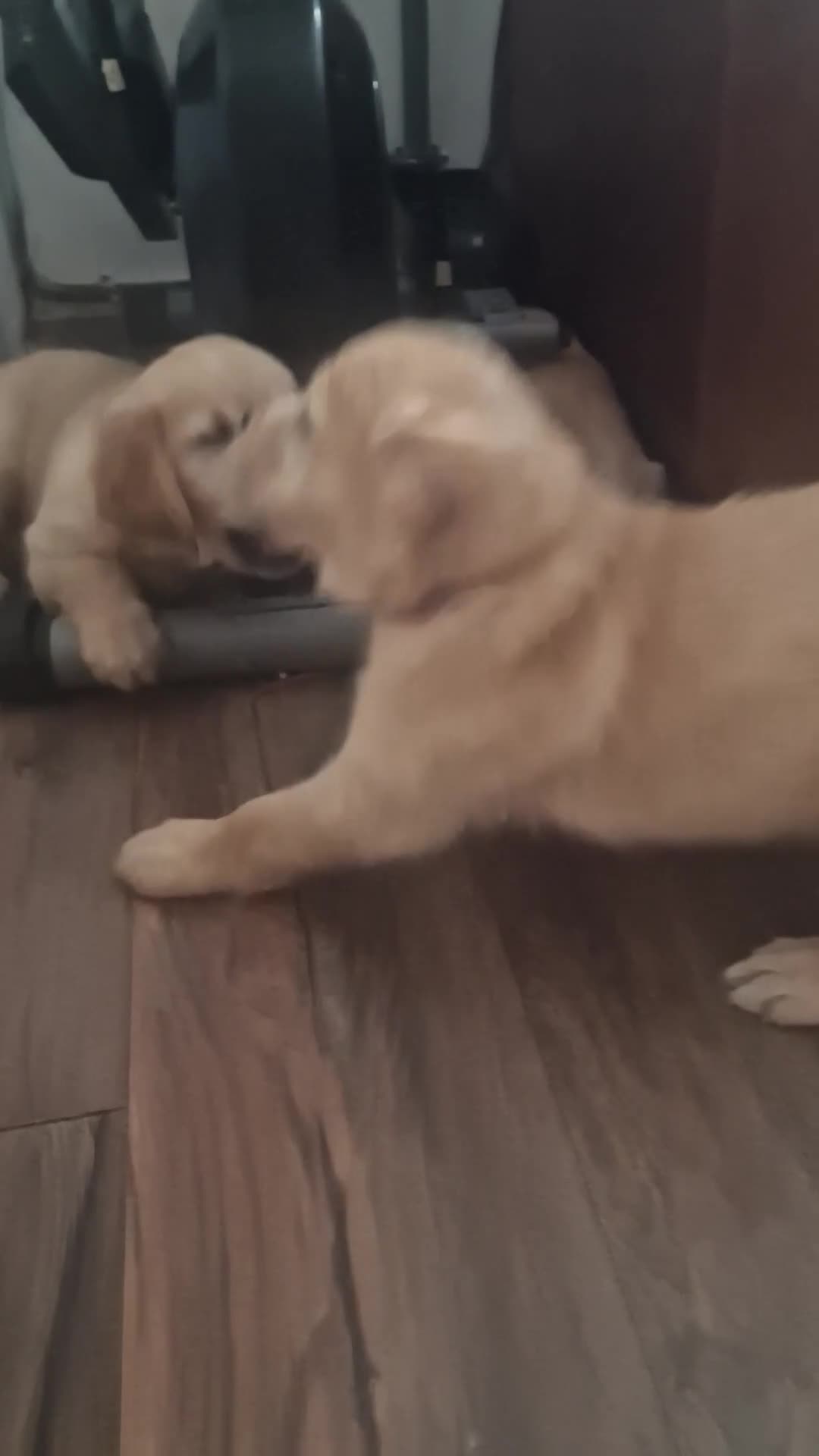 Golden Retriever dogs for sale: 🦮 two beautiful boys available  ❤️❤️ in Aberystwyth - Video 3