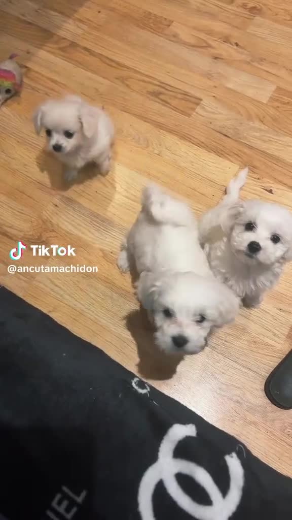 Bichon Frise dogs for sale: Bishon Frise  - Video 1