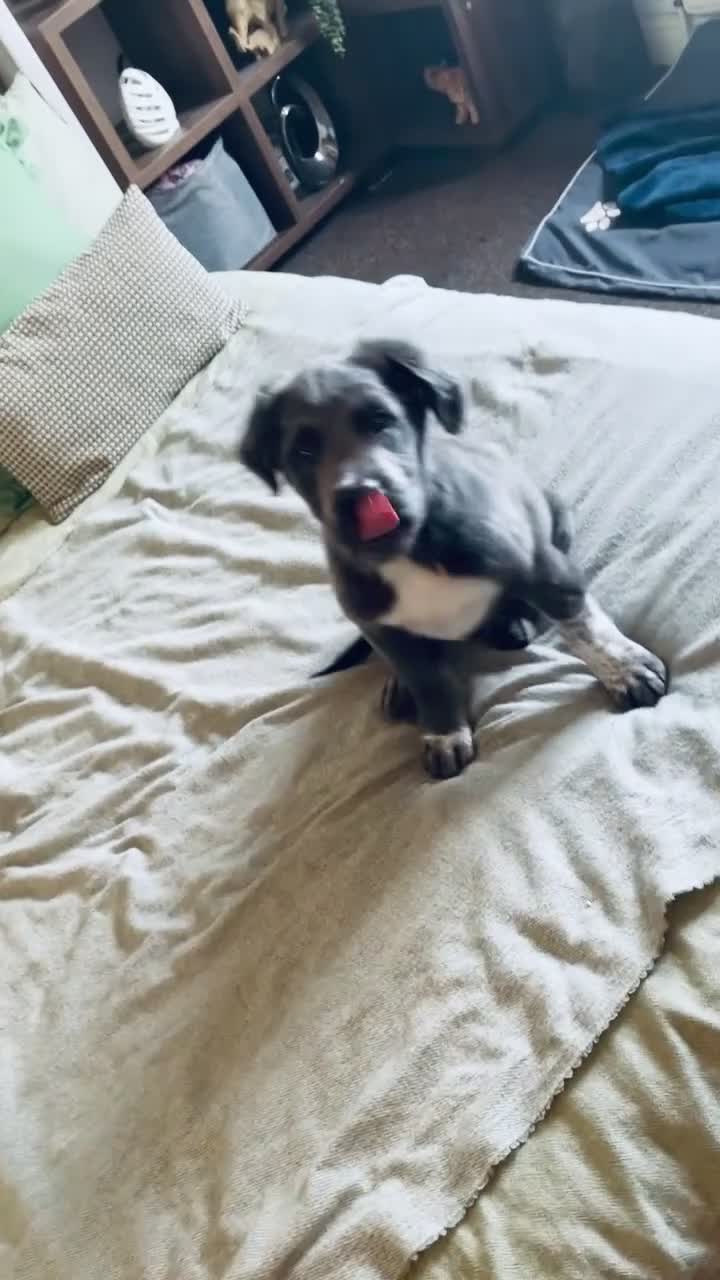 Cocker Spaniel dogs for sale: 5 month old female Cocker spaniel X in Wednesbury - Video 3
