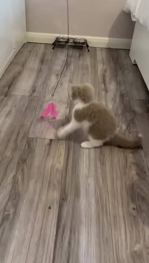 British Shorthair cats for sale: Purebred British Shorthair male  - Video 2