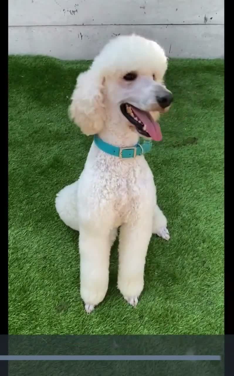Standard Poodle dogs for sale: EXCEPTIONAL KC STANDARD POODLE LITTER  - Video 1