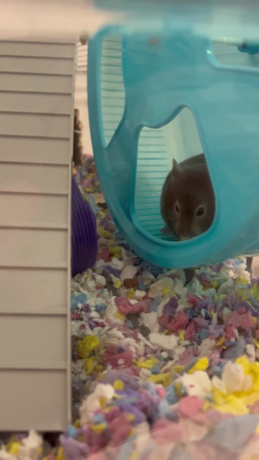 Hamster rodents for sale: Female Syrian hamster - Video 2