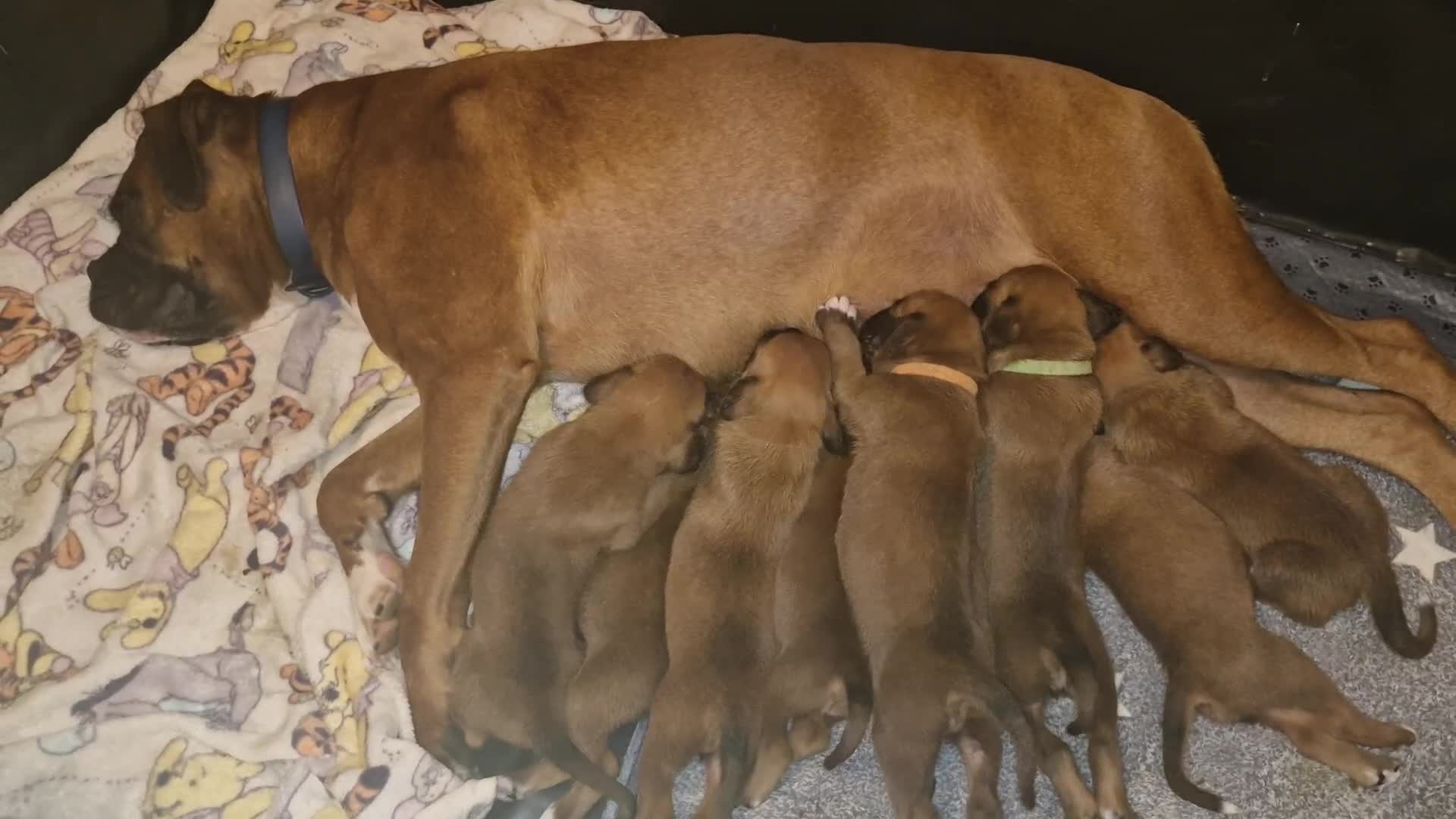 Boxer dogs for sale: Gorgeous Litter of 9 KC Registered Boxer Puppies - Video 3