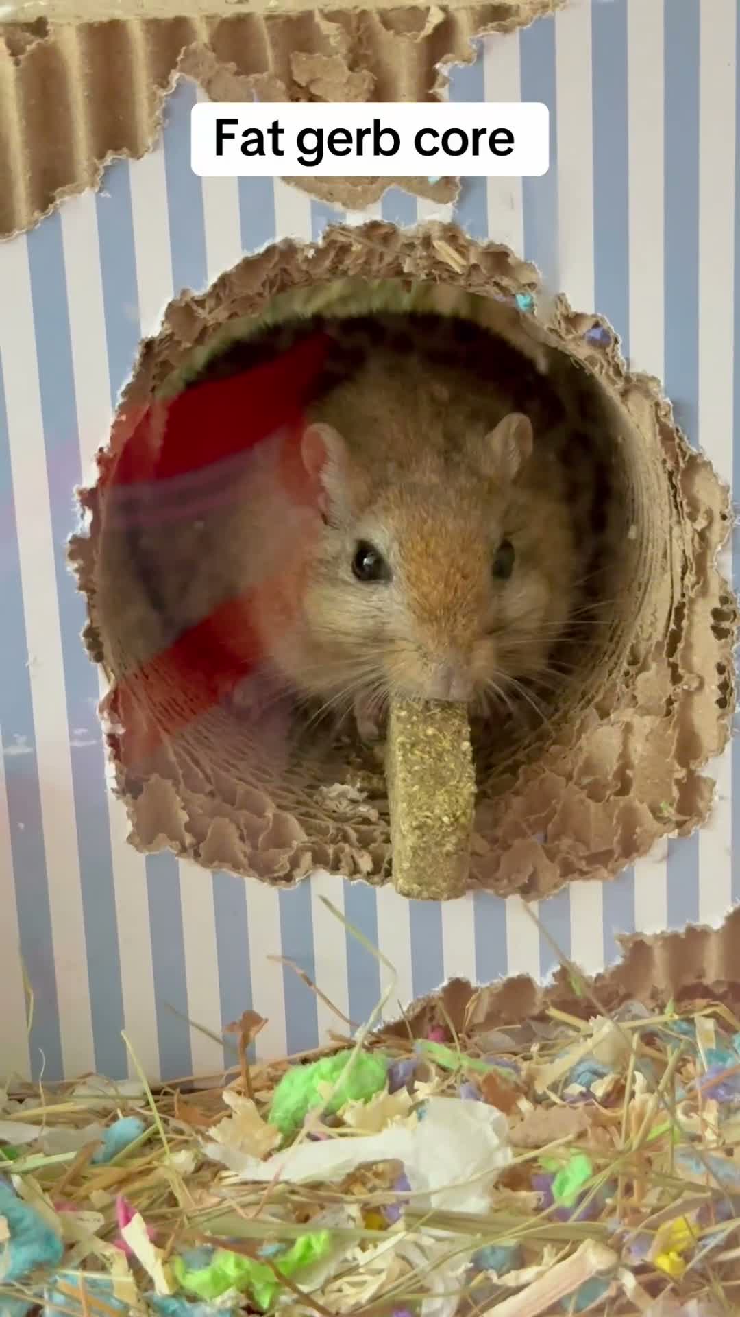 Gerbil rodents for sale: Two male gerbils looking for a new home  - Video 1