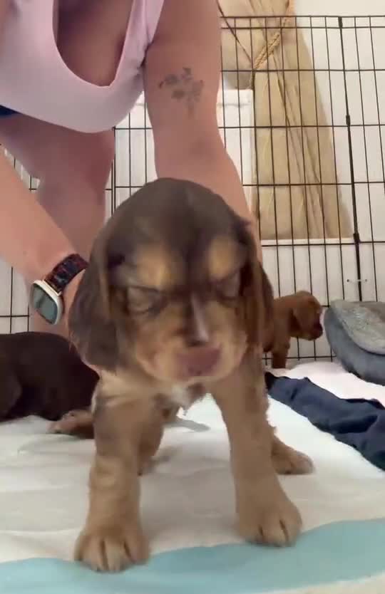 Cocker Spaniel dogs for sale: Chocolate & Tan Sable Boy - Video 1