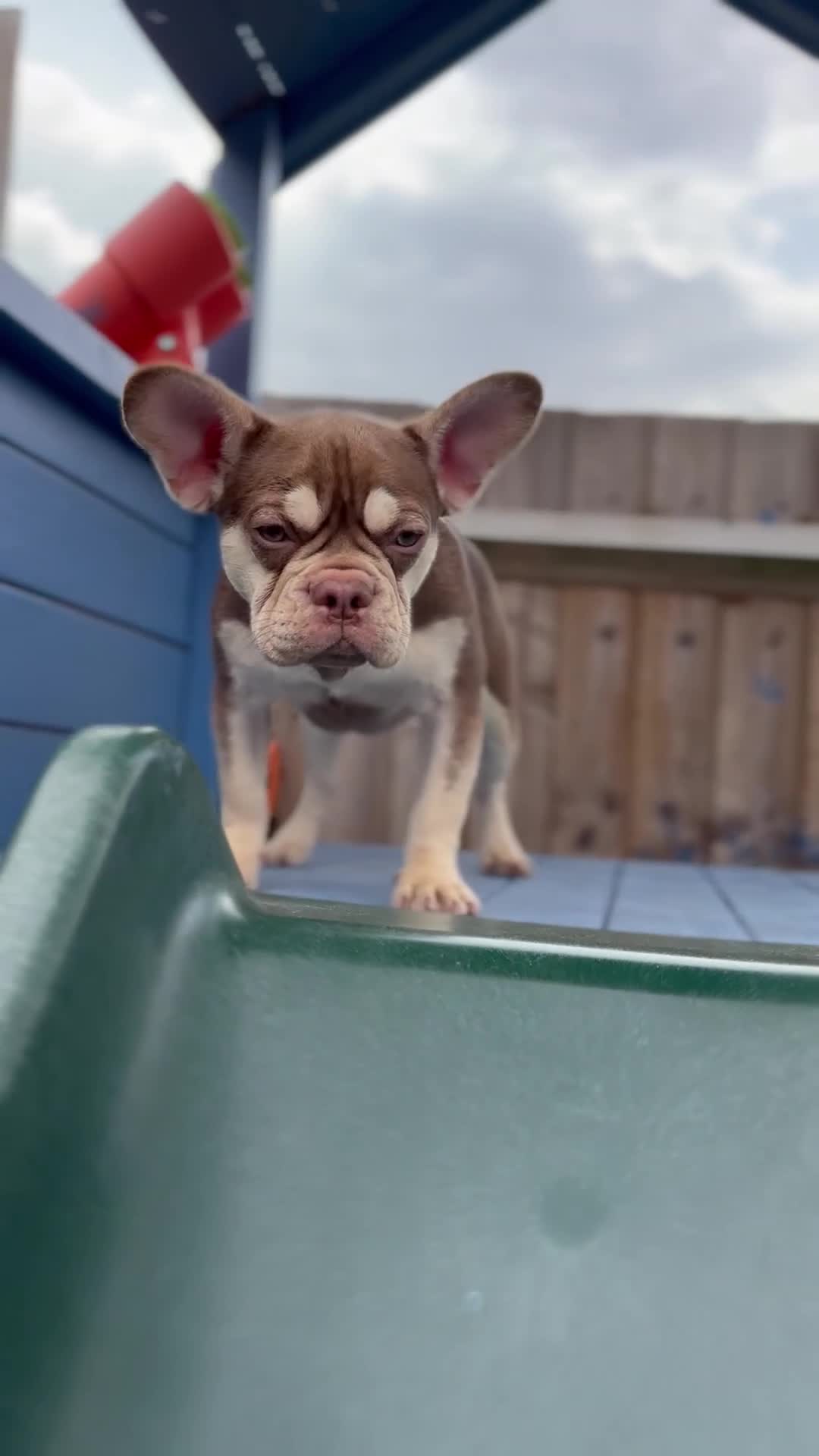 French Bulldog dogs for sale: ROJO TAN FEMALE - Video 1