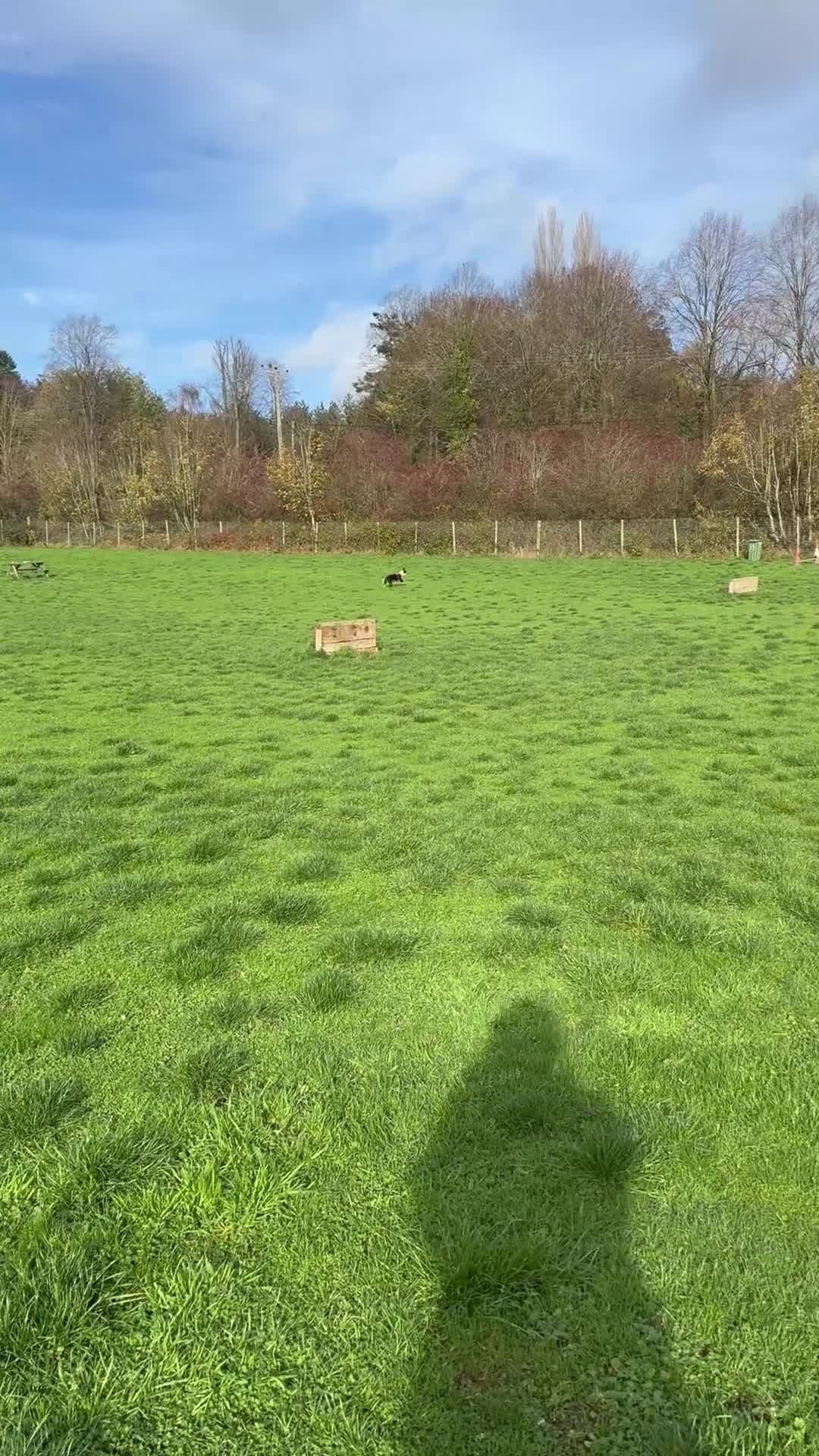 Border Collie dogs for sale: Jasmine 3years old  - Video 3