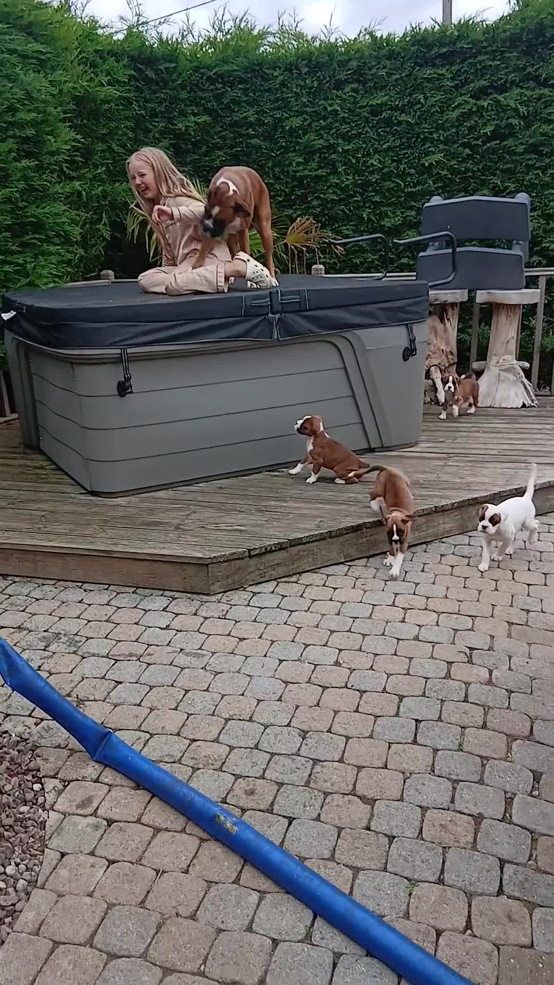 Boxer dogs for stud: Proved heath tested boxer for Stud - Video 1