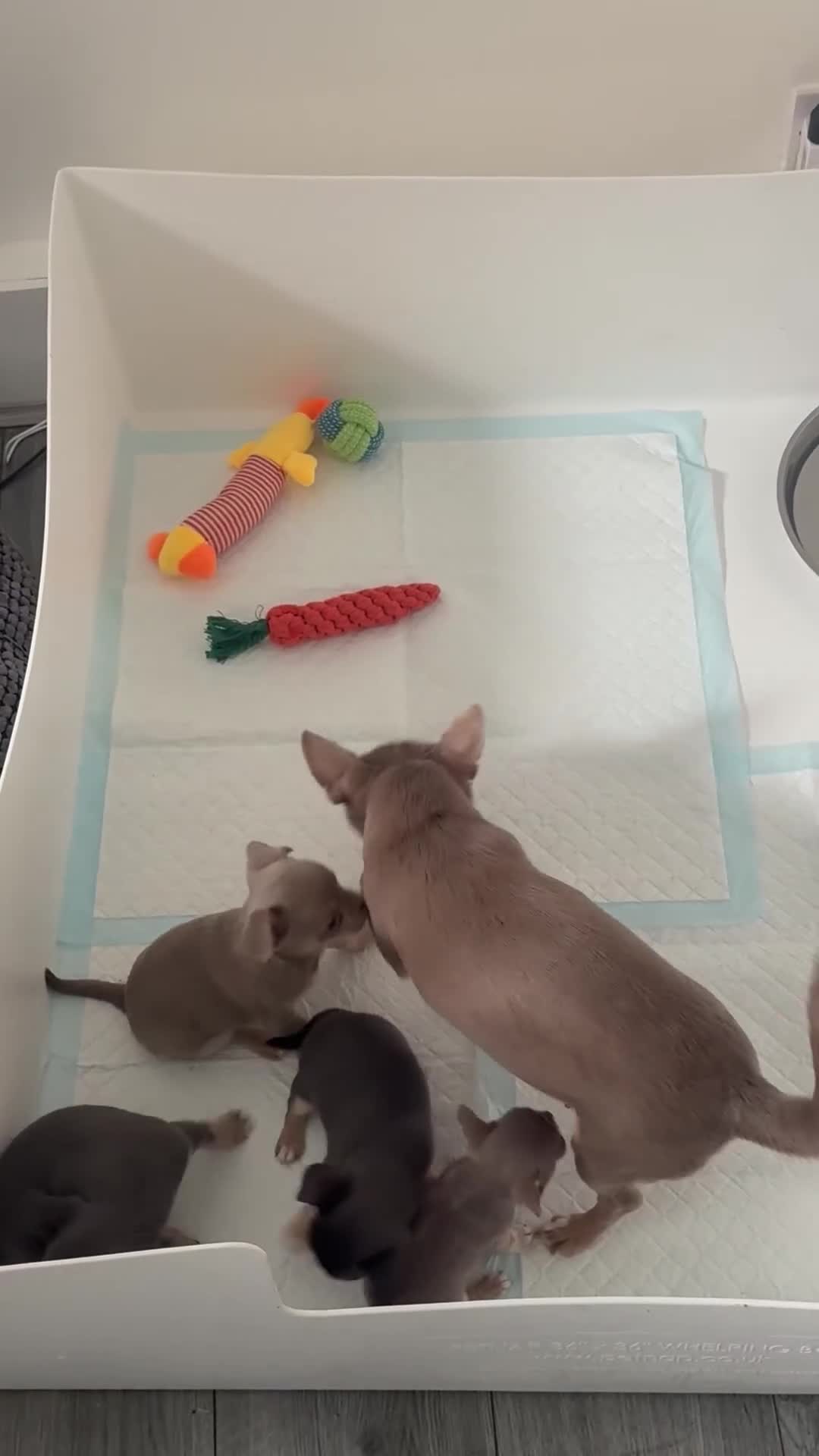 Chihuahua dogs for sale: Chihuahua Puppies – 2 Males & 2 Females - Video 1
