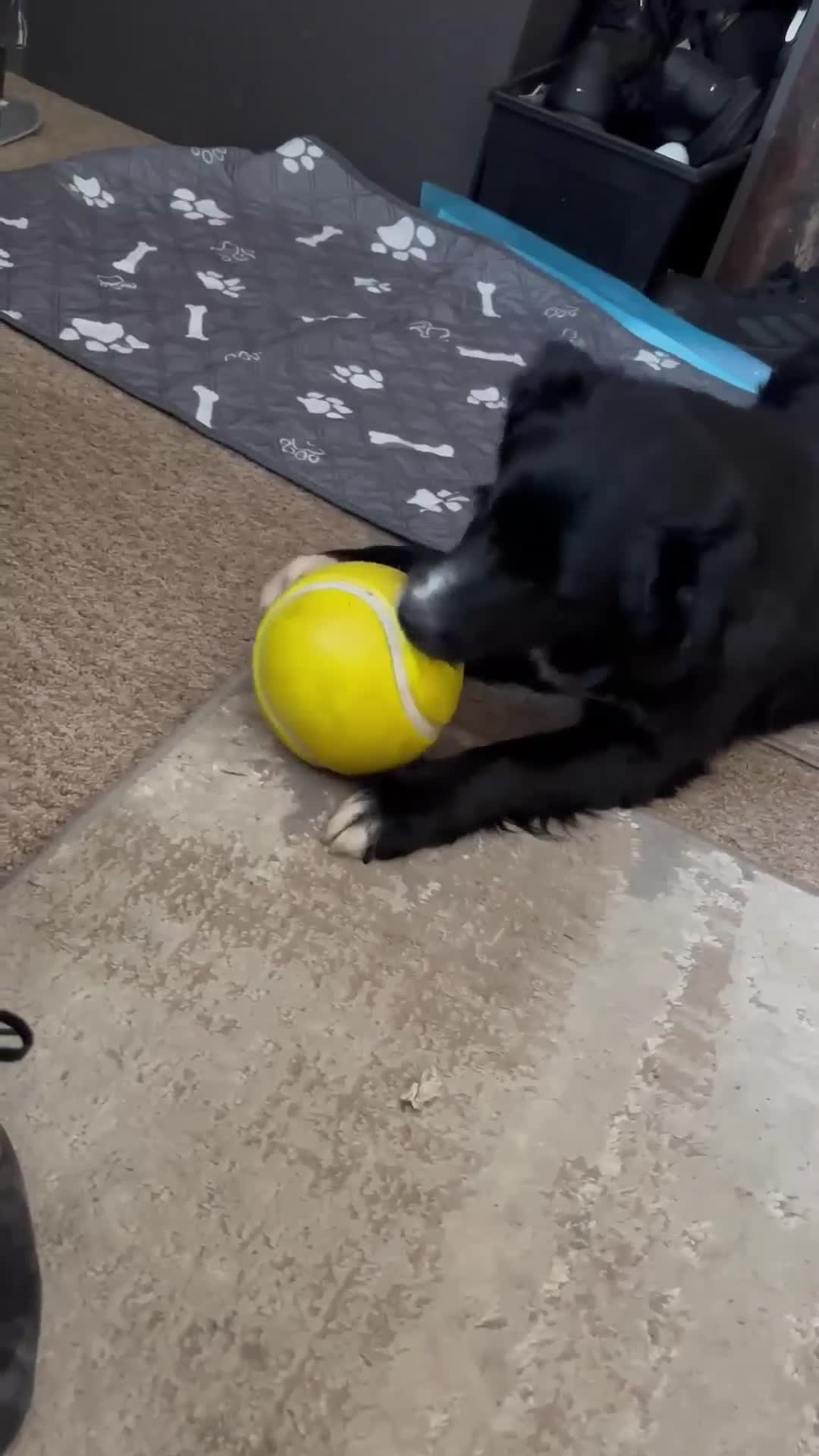 Mixed Breed dogs for adoption: Whiskey for adoption in Leigh-on-Sea - Video 2