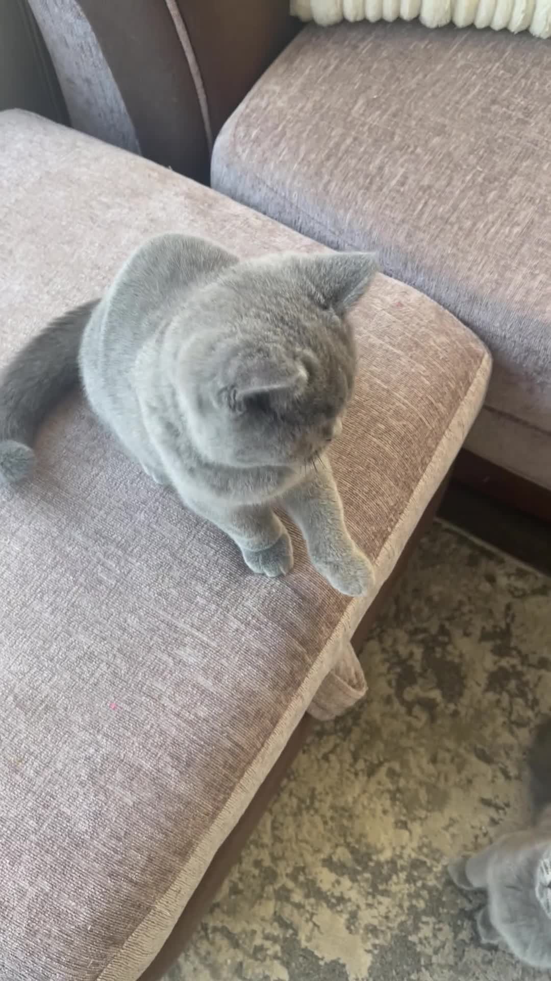 British Shorthair cats for sale: Beautiful British Shorthairs - READY TO GO - Video 3