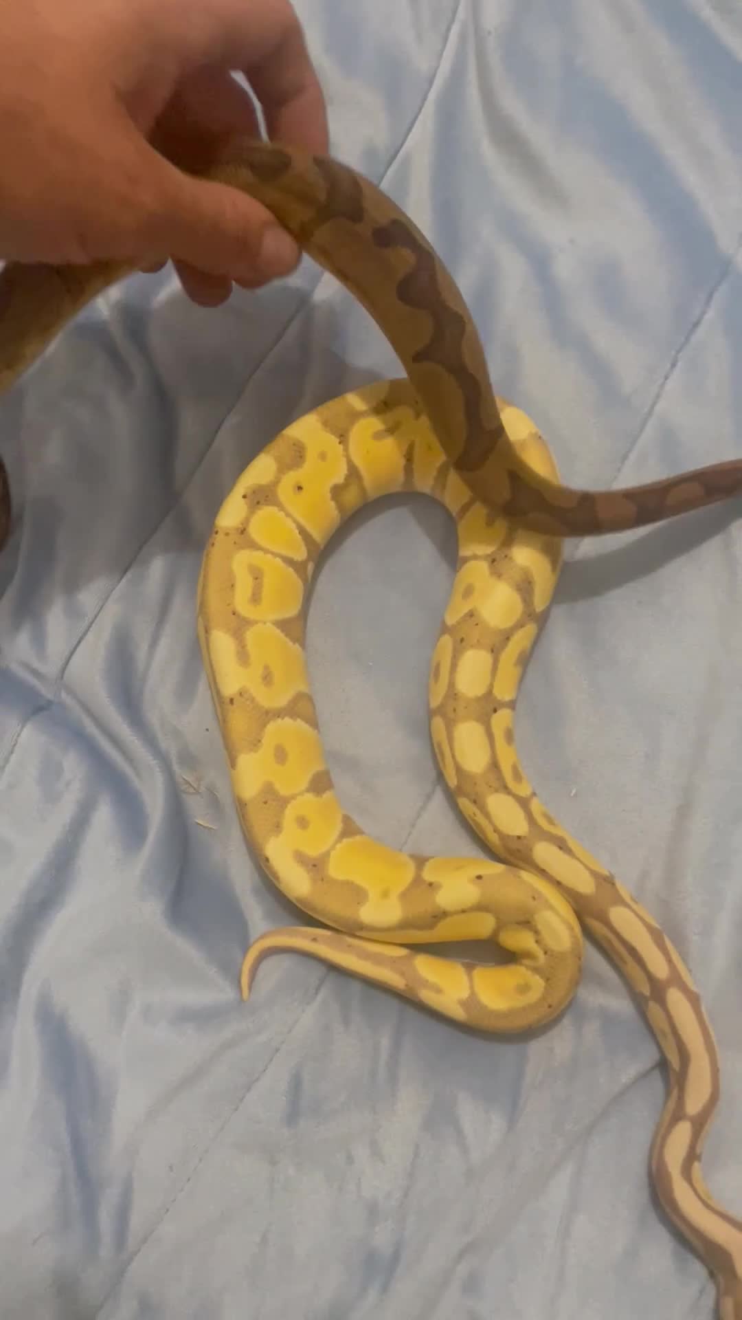 Python Snake reptiles for sale: Royal ball python - Video 4