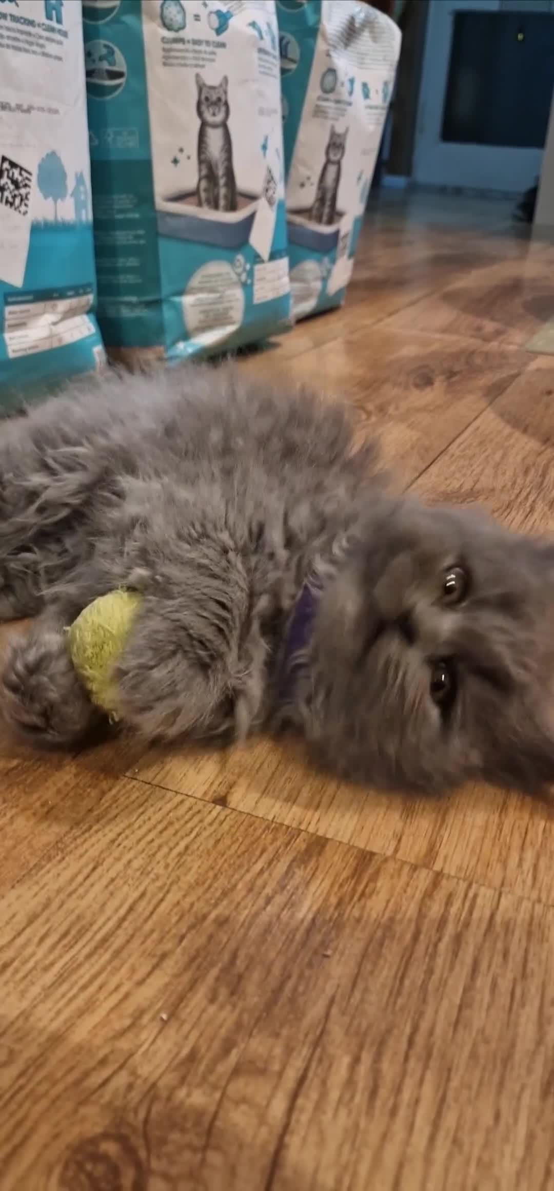 British Longhair cats for sale: Gorgeous lilac British longhair kittens- last girl in London - Video 5