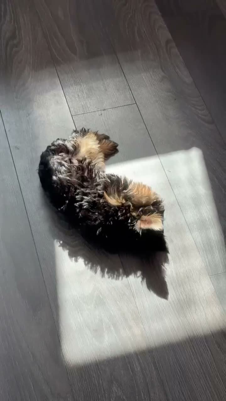 Yorkshire Terrier dogs for sale: 🐶 Beautiful Yorkshire Terrier Puppy 🐾 in Burton-on-Trent - Video 2