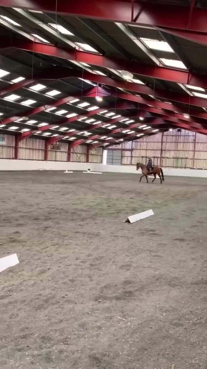 Irish Thoroughbred horses for sale: Thatbeatsbanagher in Leyburn - Video 2